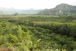 2017, Thailand Khao Sok NP