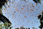 Flying Foxes, Kakadu NP, Northern Territories, AUSTRALIA (2002)
