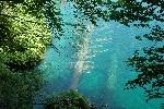 Croatia 2009, Plitvicka National Park (tree under water)