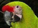 Green Parrot, Costa Rica (2005)
