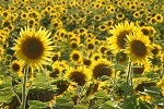 Sunflowers, Hungary 2018