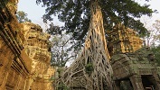 Cambodia, Ta Prohm Temple (2020)