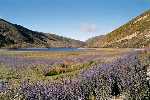 New Zealand, Highlands South Island (2001)