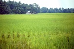 1988, Thailand
