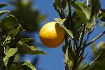 Orange in Pno Lfkara
